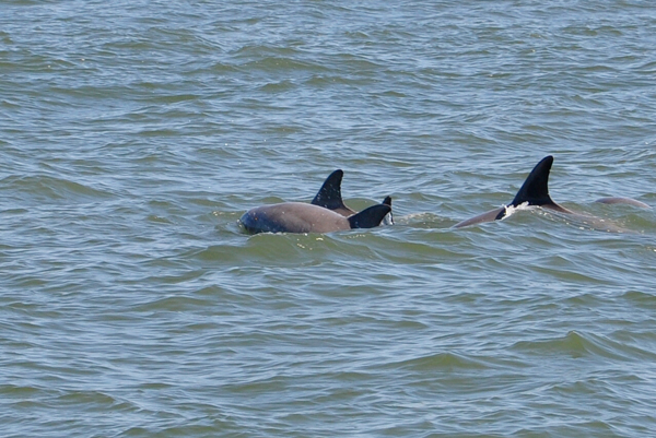 dolphins